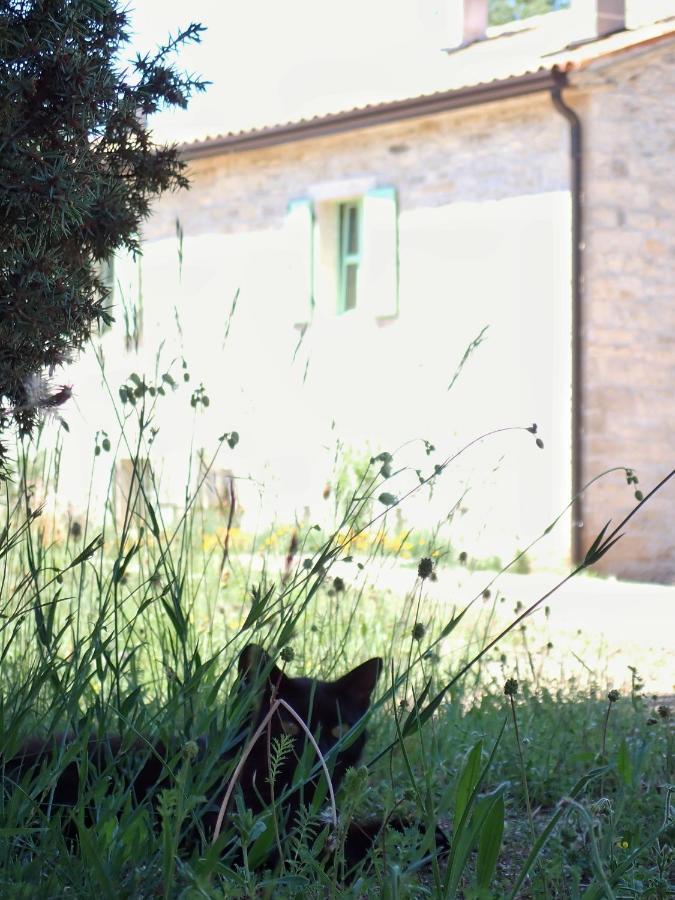 Cottage Al Merlo Olivo Buje Exterior photo